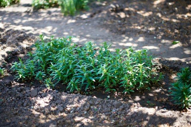 Watering Shaded Garden Vegetables