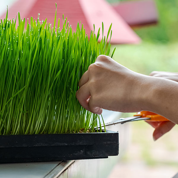 wheatgrass growing starter guide