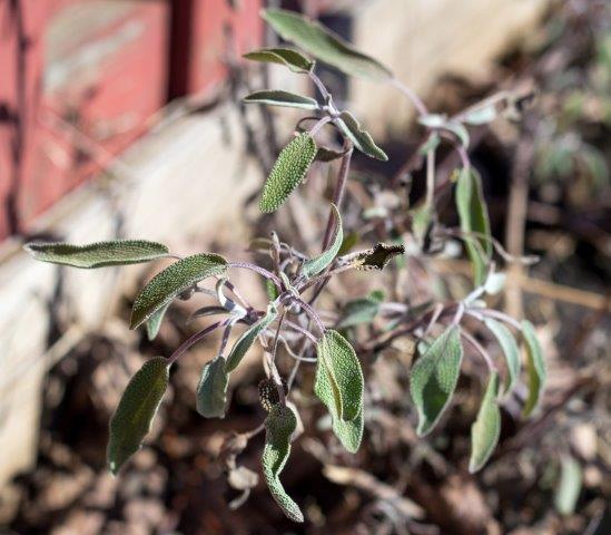 Pruning sage