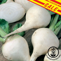 White-Albino-Beet-overstock-SALES