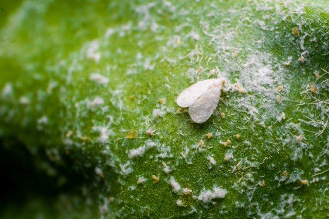 Whitefly Eggs