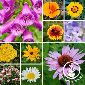 All Perennial Flower Seeds Mix Collage