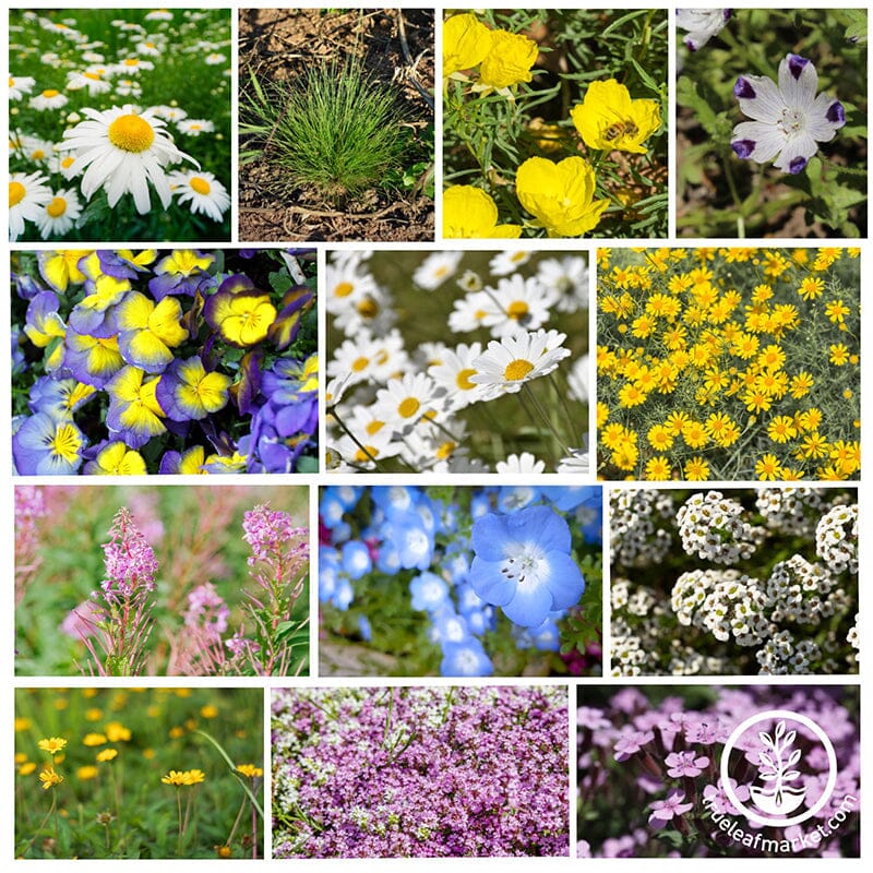 alternative lawn wildflower seed assortment