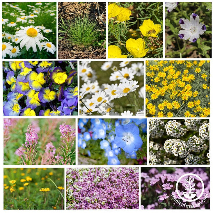 Alternative Lawn Seeds - Flower Seeds Mix