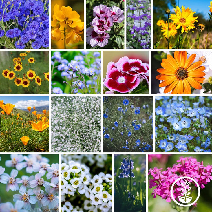Low Growing Wildflower Seeds Mix | Annual Wild Flowers, Bulk Available ...