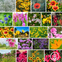 Southeast Wildflower Seeds Mix Collage