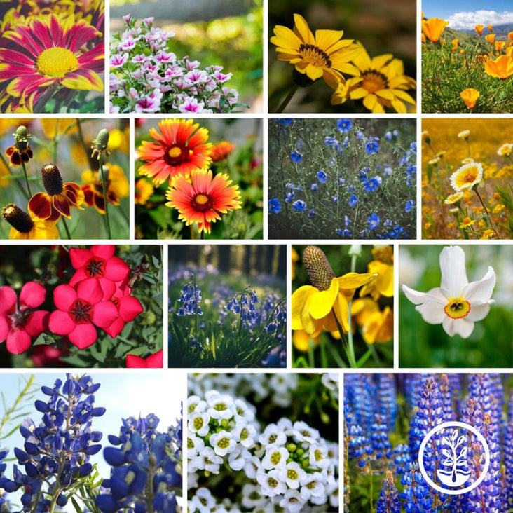 Southwest Wildflower Seeds Mix Collage