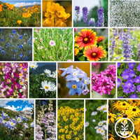 Rocky Mountain Wildflower Mix Collage