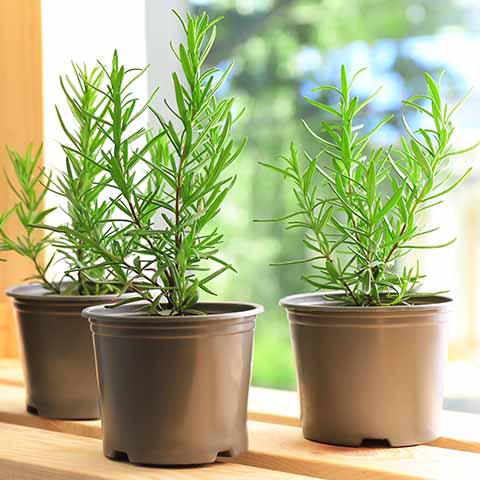 Rosemary in indoor plastic planter