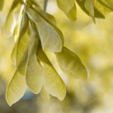 Winged maple (Acer) Seeds