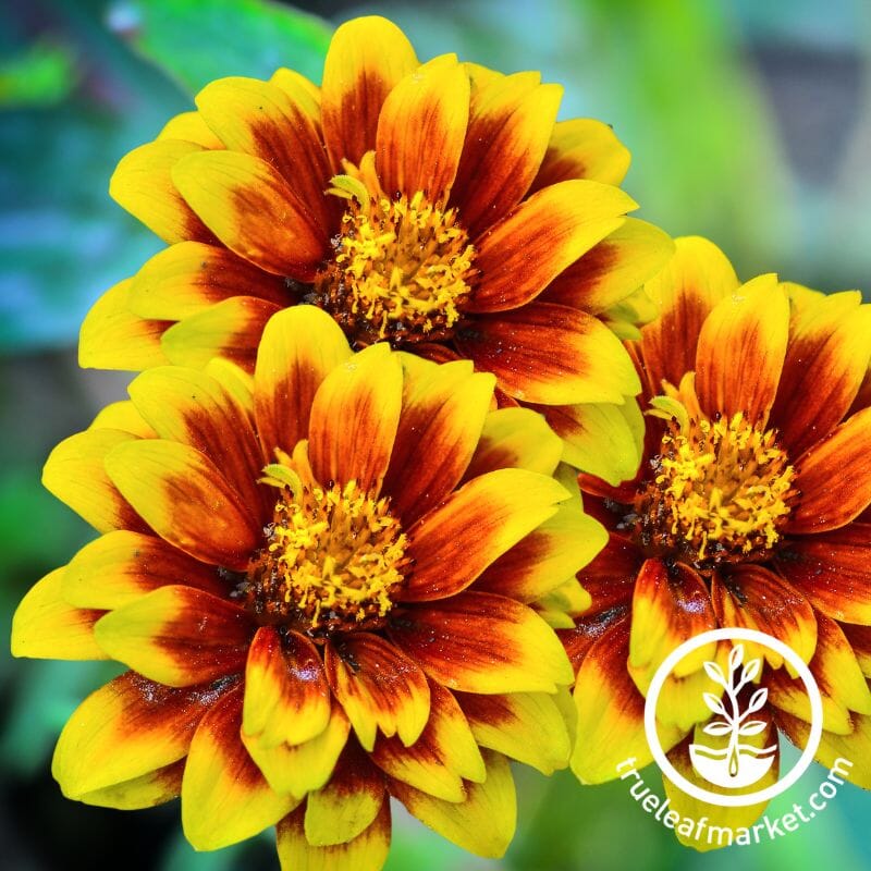 Zinnia Zowie Yellow Flame F1 Seed – Harris Seeds