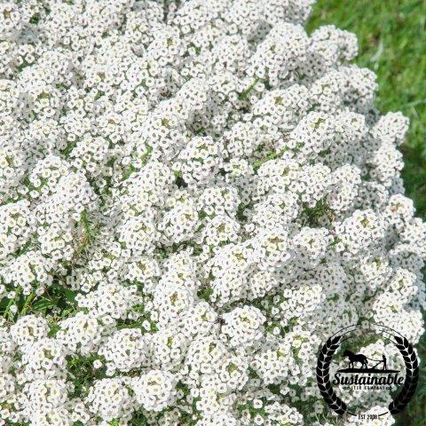 Alyssum