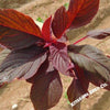 amaranth-seeds-red-leaf-hu-hsien