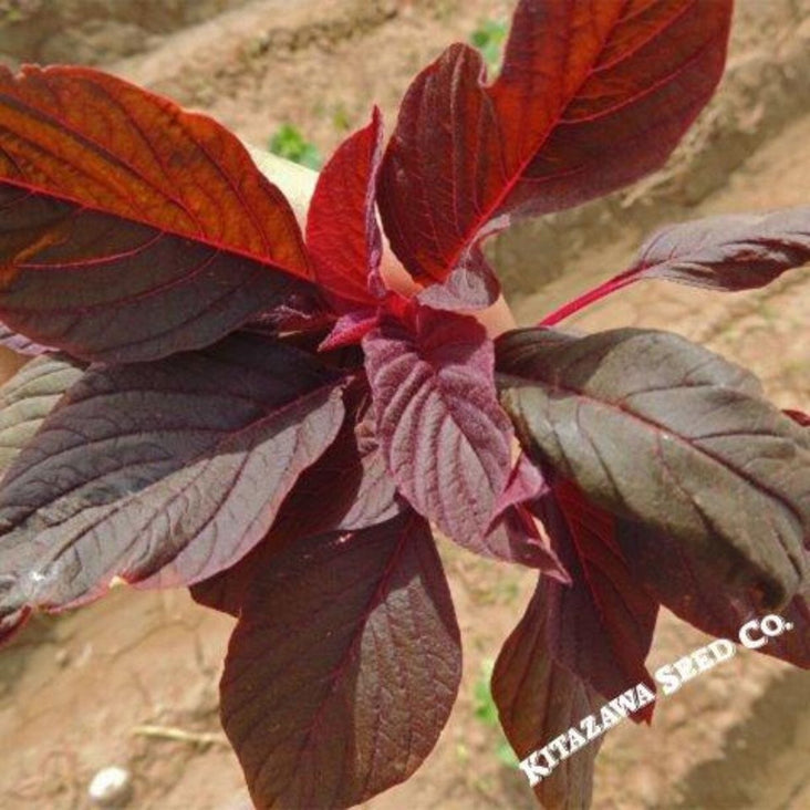 amaranth-seeds-red-leaf-hu-hsien
