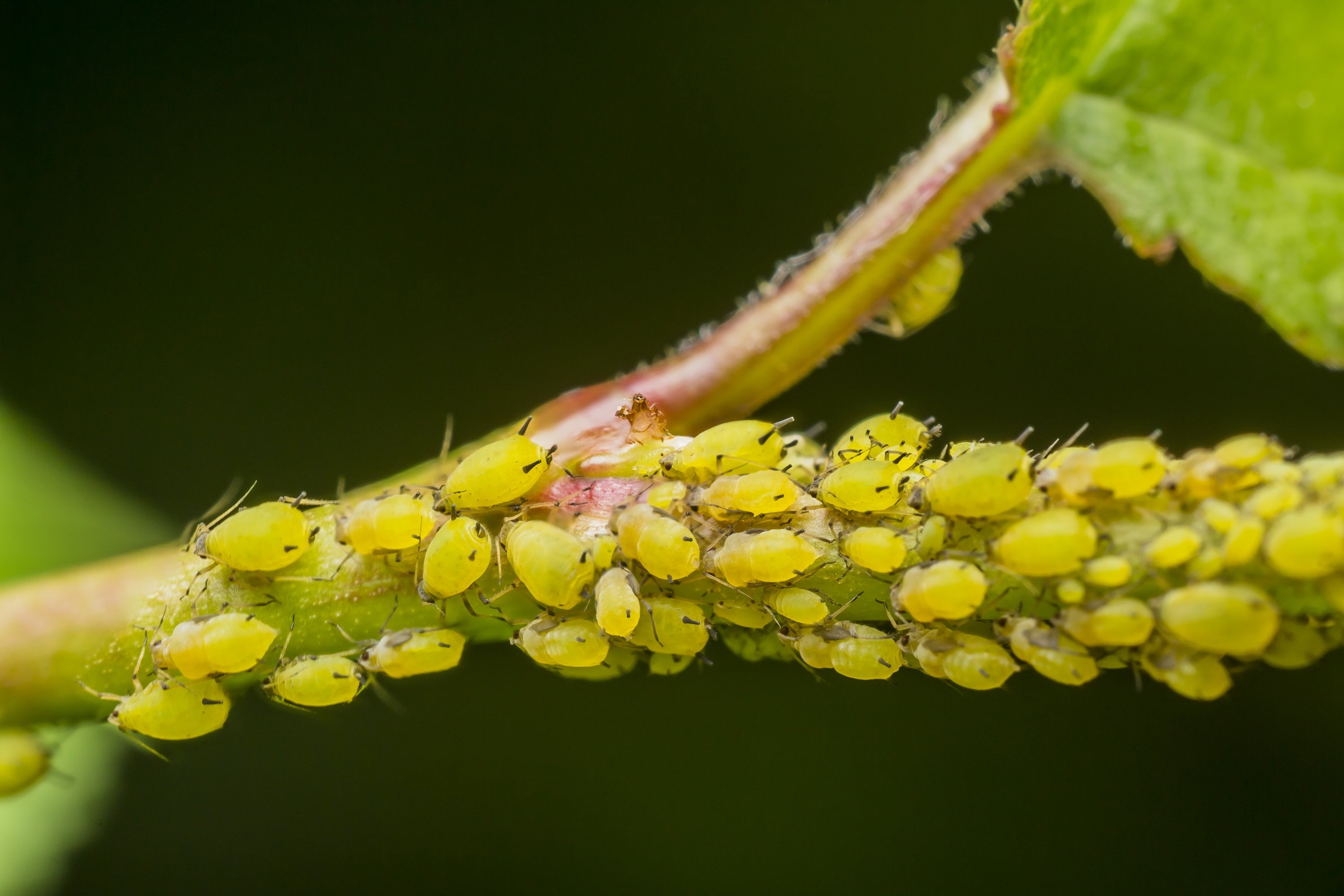 Aphids on Plants
