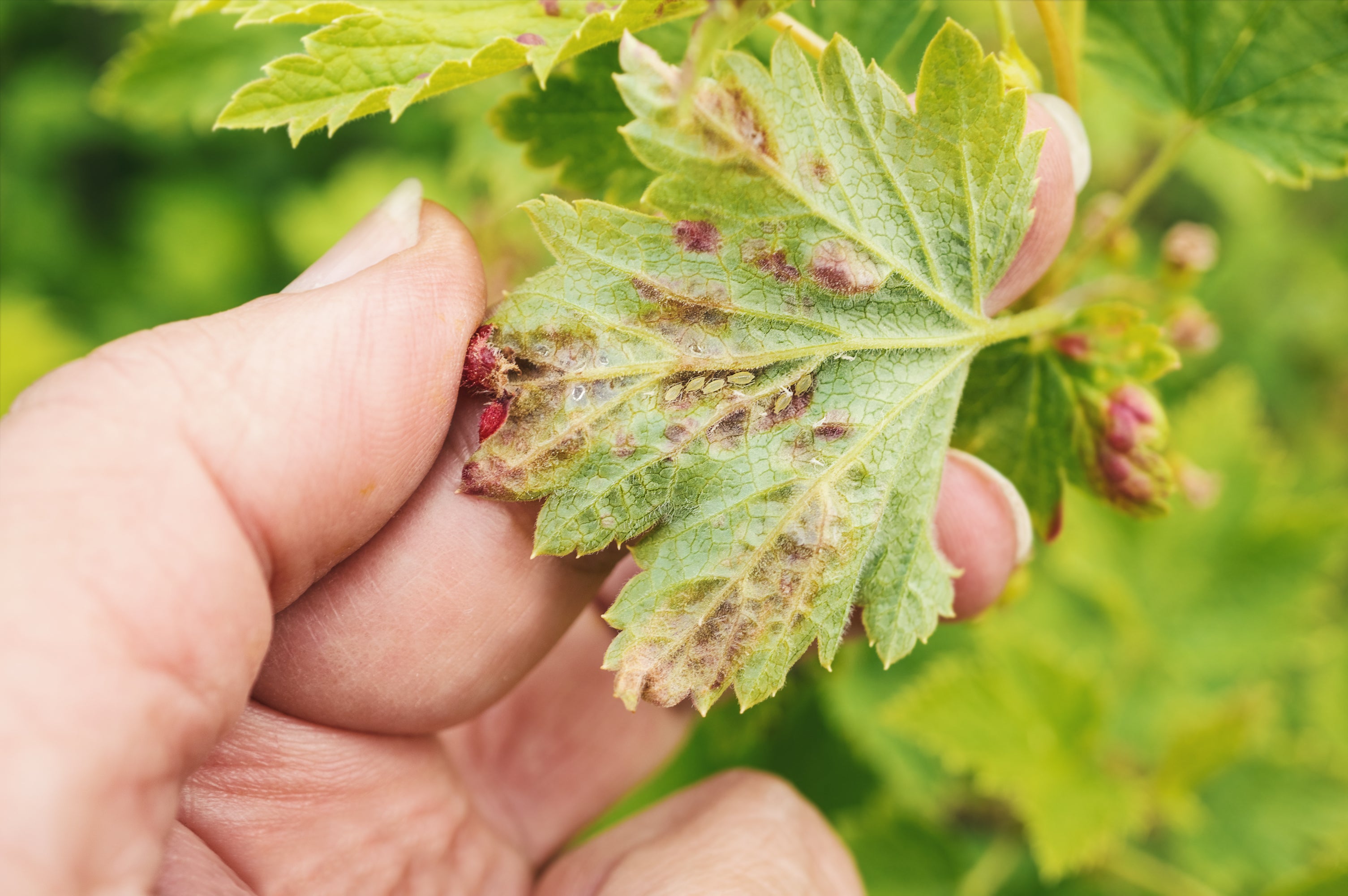 Aphid Damage