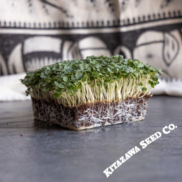 Astro Arugula Microgreen Seeds