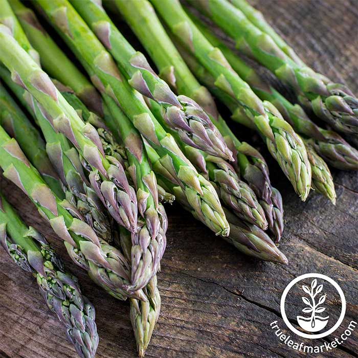 Asparagus