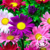 aster-seeds-benarys-trimix