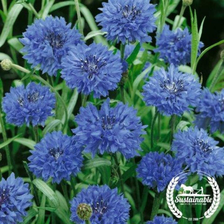 bachelor-buttons-seeds-jubilee-organic