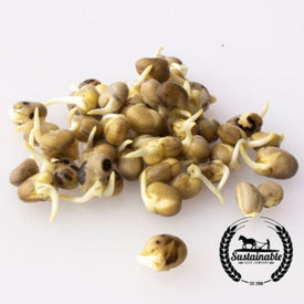 bean-seeds-fava-organic