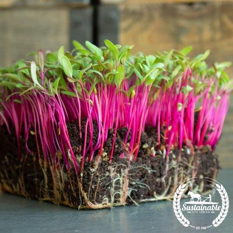 Red beet microgreens