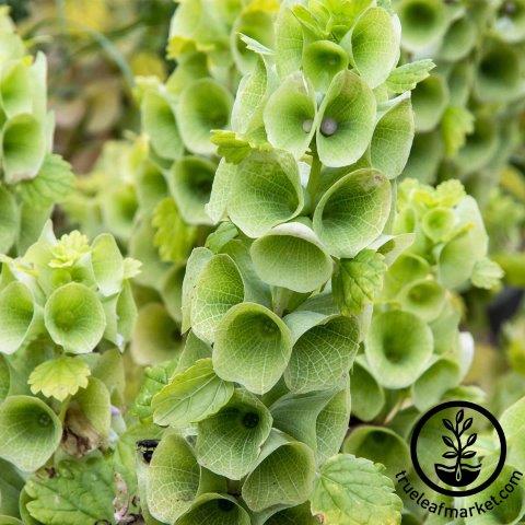 Bells of Ireland Flowers