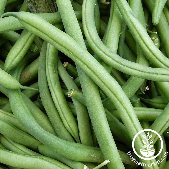 Blue Lake Pole Bean FM1K