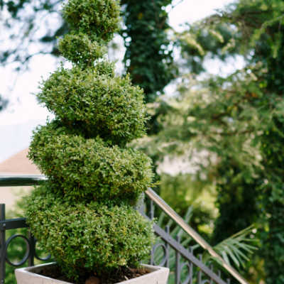 boxwood topiary