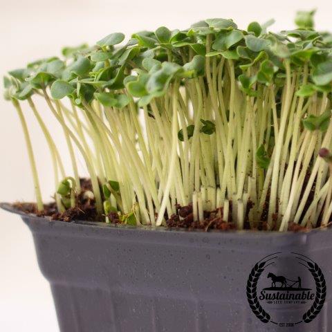 Calabrese Green Sprouting Broccoli Microgreens