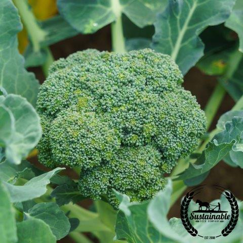 calabrese broccoli