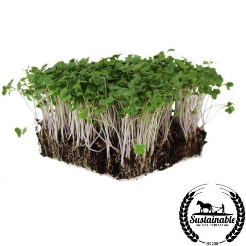 Di Cicco Broccoli Microgreens