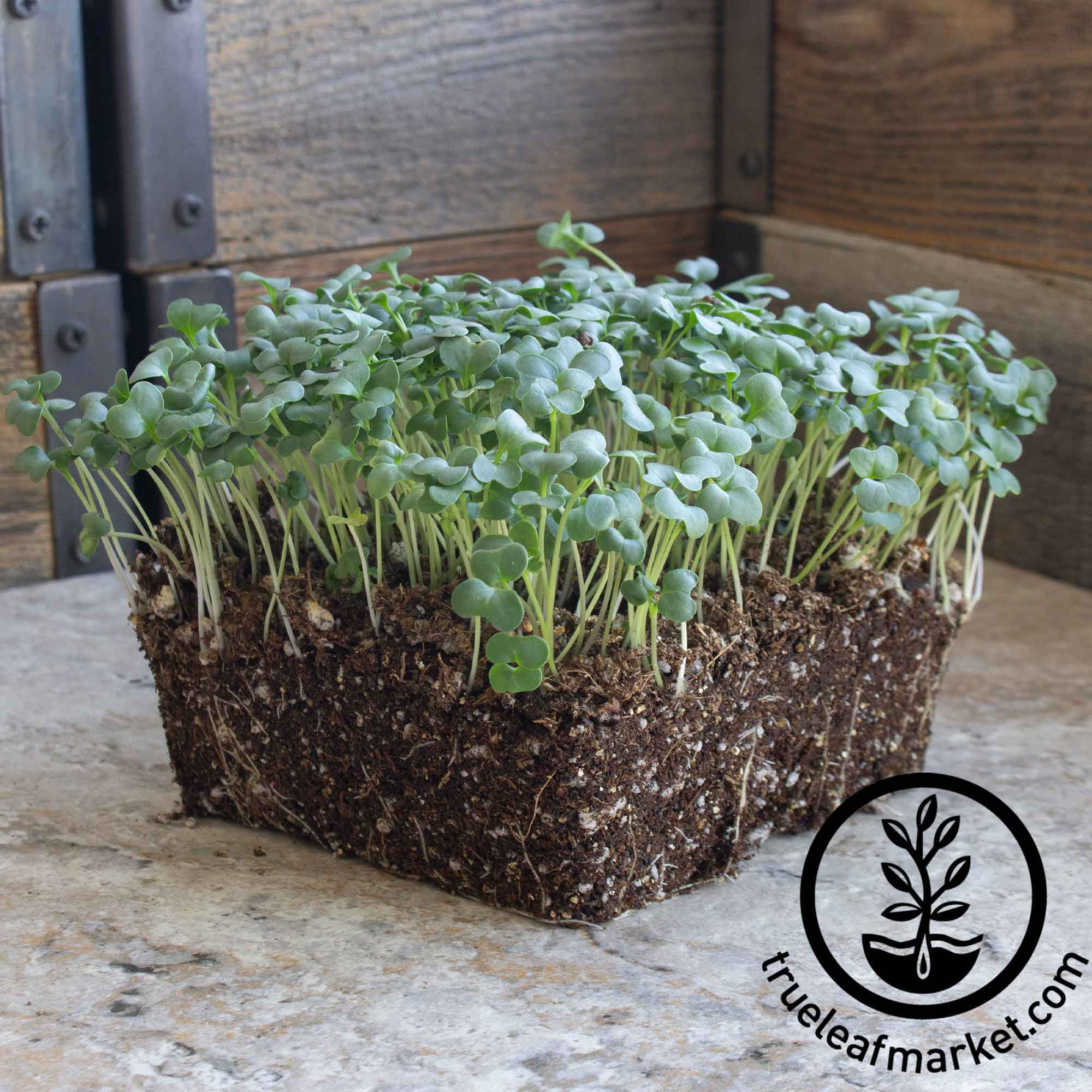 Ramoso Santana Broccoli Microgreens