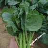 broccoli-seeds-chinese-broccoli-early-jade-hybrid