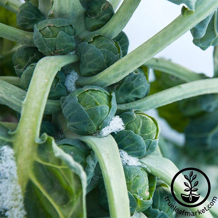 Partial Shade Brussels Sprouts