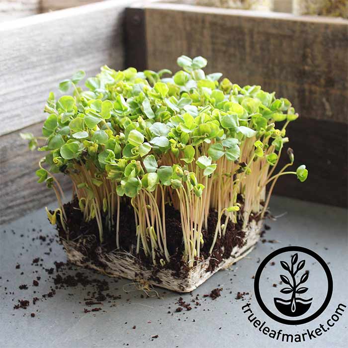 Buckwheat microgreens