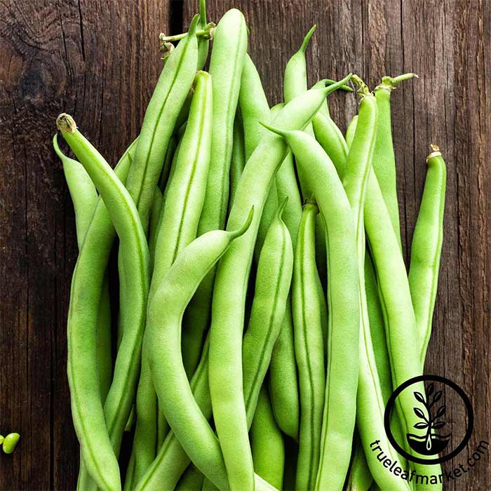 Partial Shade bush bean