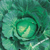 cabbage-seeds-wakamine-hybrid