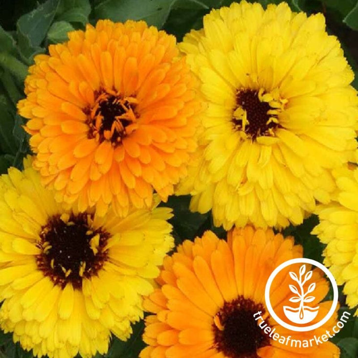 Calendula Seeds - Fiesta Gitana