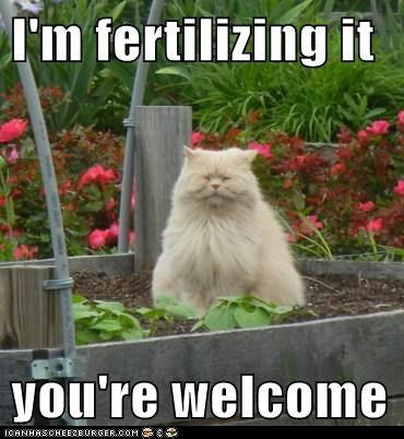 Cat fertilizing garden meme