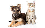 Healthy products for your cat, dog, bird, or other pets
