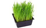 Wheatgrass Seeds