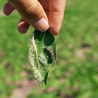 farmer hold a leaf with a caterpillar