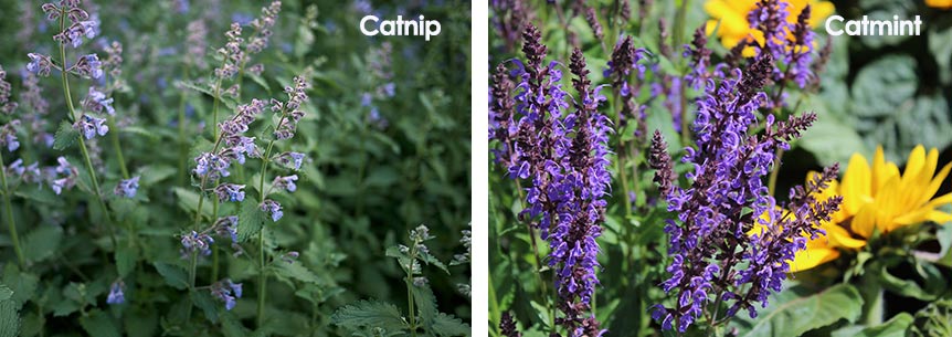 Catnip Seeds – Mai's Family