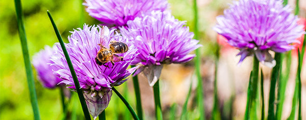 A bee gathering pollen from a chive flower