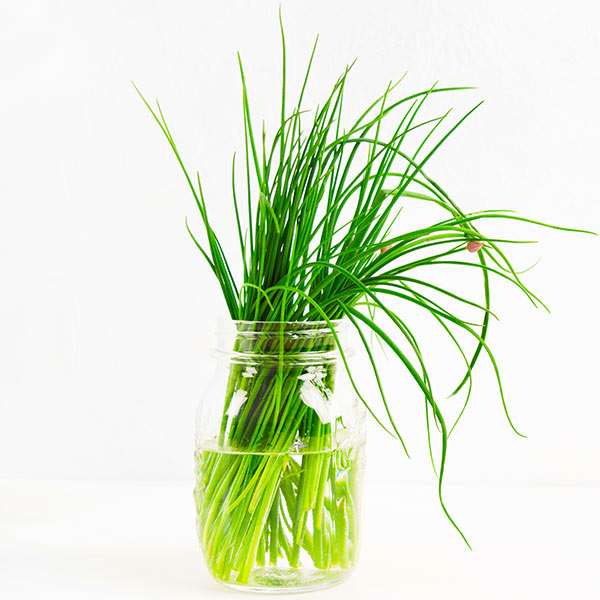 Saving Chives in a jar with water