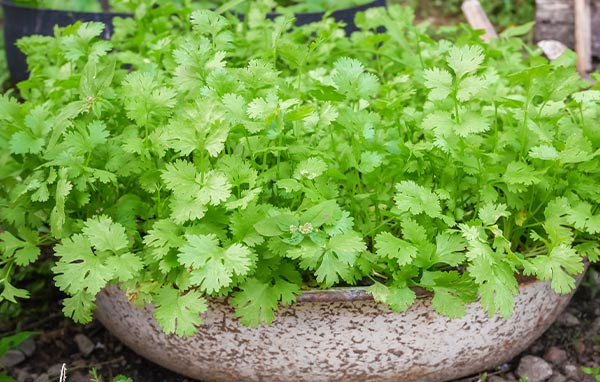 Coriander/cilantro growing in a container