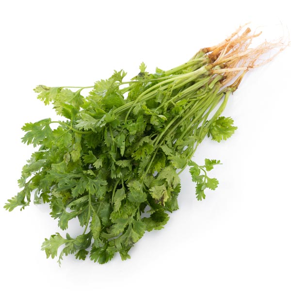 cilantro Grow Guide Pic