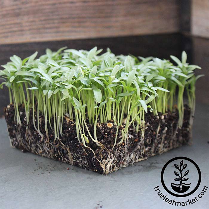 Cilantro microgreens