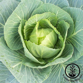 collards-vates-seeds